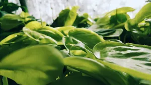 Heartleaf Philodendron (Philodendron Cœur)