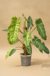 Paraiso Verde Philodendron