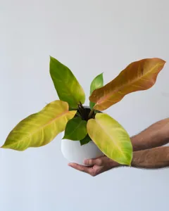 Philodendron Prince of Orange