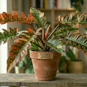 Ring of Fire Philodendron