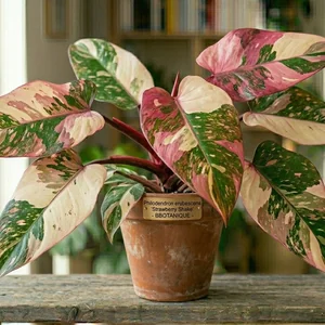 Strawberry Shake Philodendron