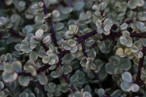 Elephant Bush (Jade Nain)