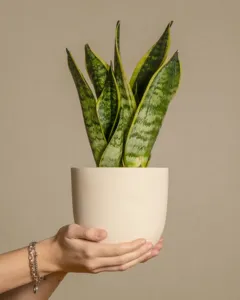 Snake Plant (Langue de Belle-mère)