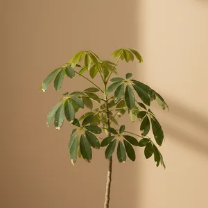 Umbrella Plant (Schefflera)
