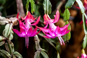 Christmas Cactus (Cactus de Noël)
