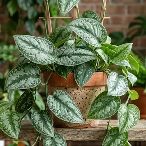 Satin Pothos (Pothos Argenté)