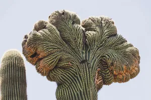 Fishbone Cactus (Cactus Zig Zag)