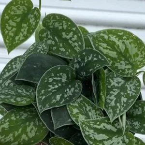 Silver Ann Scindapsus