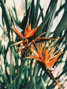 Bird of Paradise (Oiseau du Paradis)