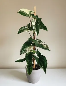 Syngonium Albo Variegata