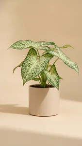 Syngonium Mojito