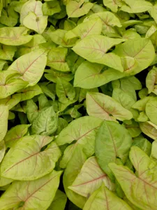 Arrowhead Plant (Syngonium)