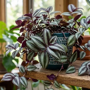 Wandering Jew (Misère)