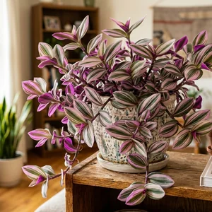 Tradescantia Nanouk (Misère Nanouk)