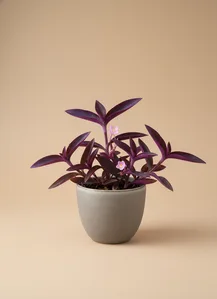 Purple Heart (Misère Violette)