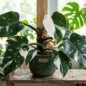 White Princess Philodendron