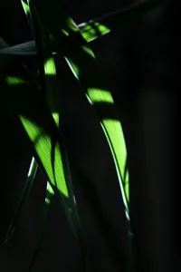 Yucca