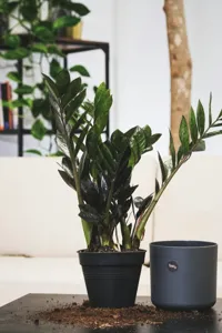 Raven ZZ Plant (ZZ Raven)
