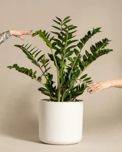 ZZ Plant (Plante ZZ)