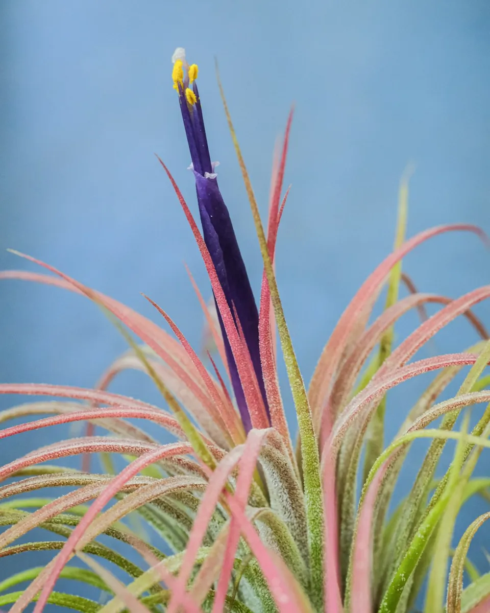 Air Plant (Tillandsia)