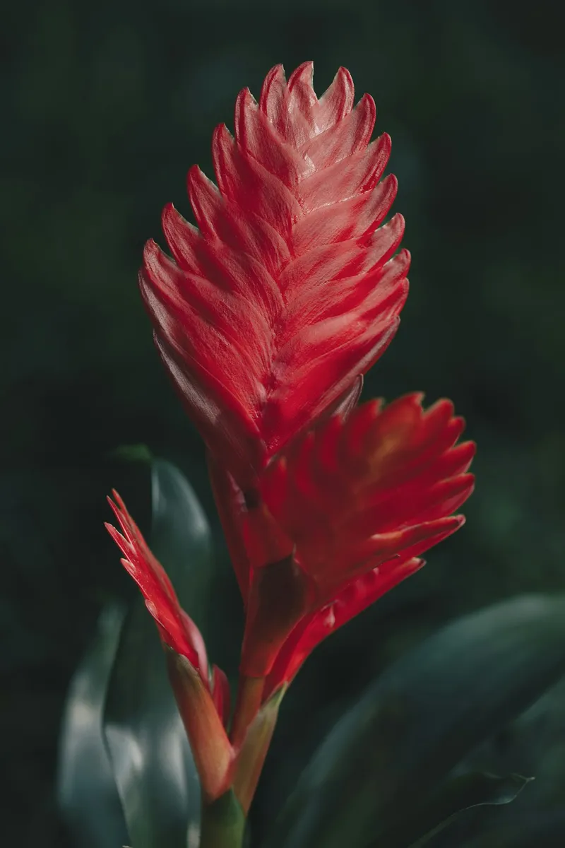 Flaming Sword (Vriesea)